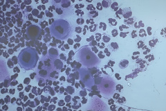 25741-upscaled-billede-1