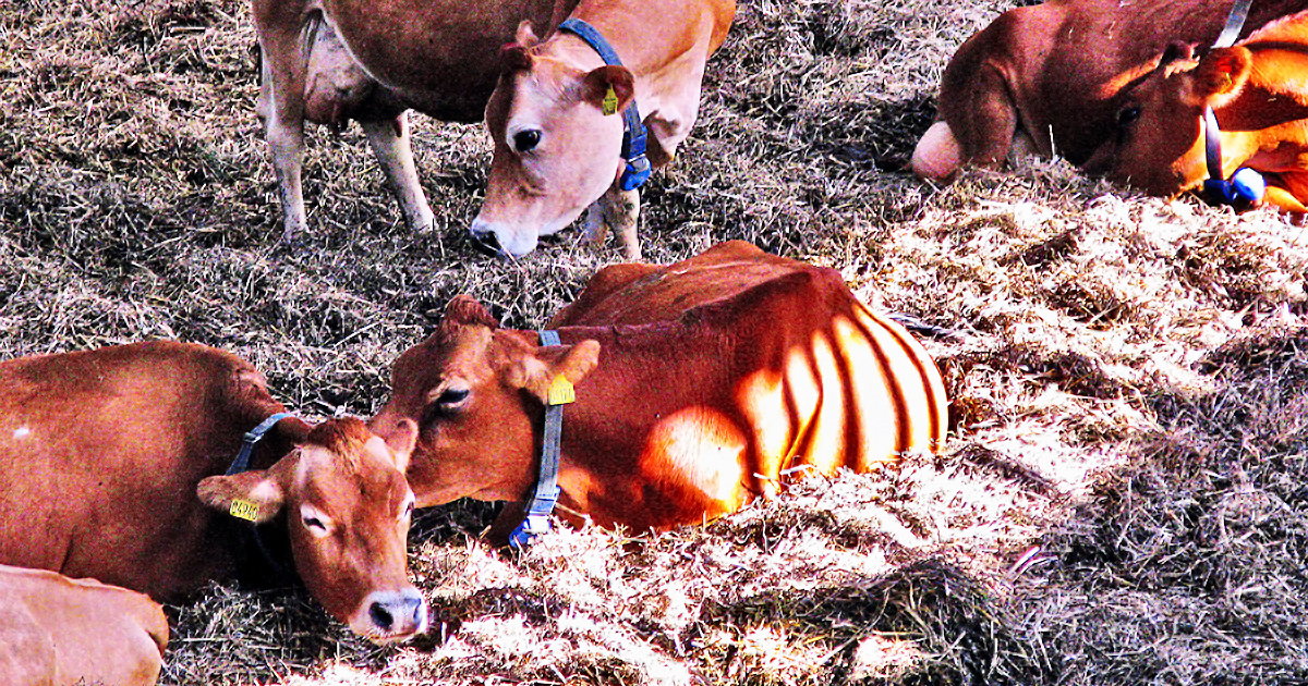 goldperioden-dyrlaegen