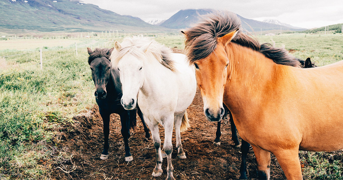 Første stamcellebaseret veterinærmedicin