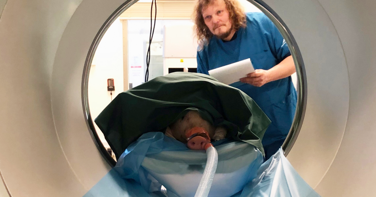 Fokus på velfærden for forsøgsdyr | Fagmagasinet Dyrlægen