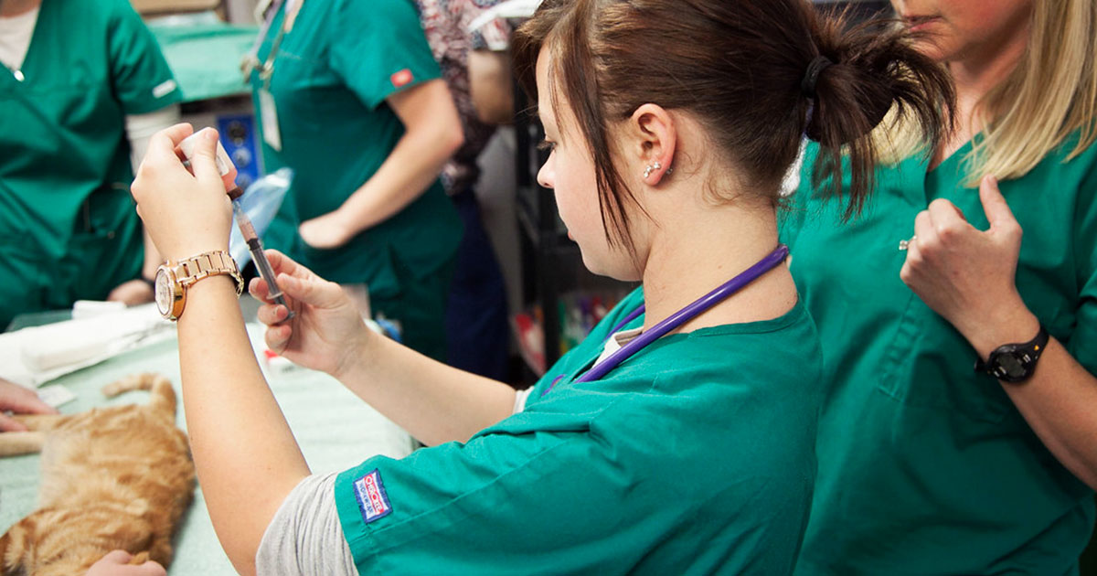 FECAVA anerkender dansk antibiotikavejledning