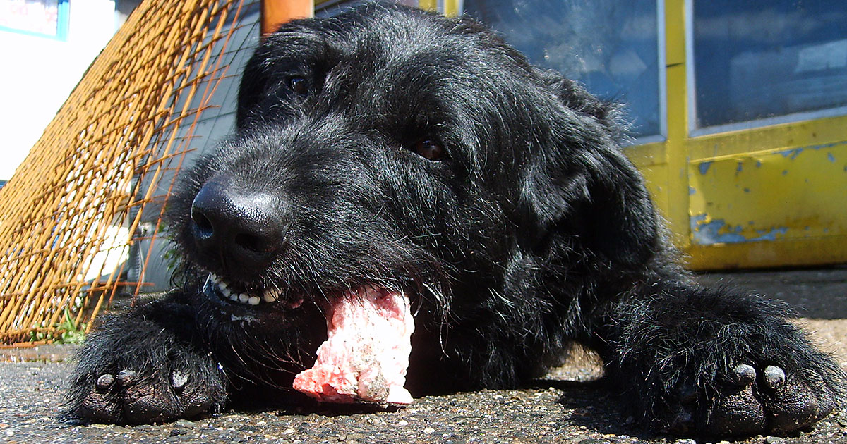 Barf - fordele og ulemper