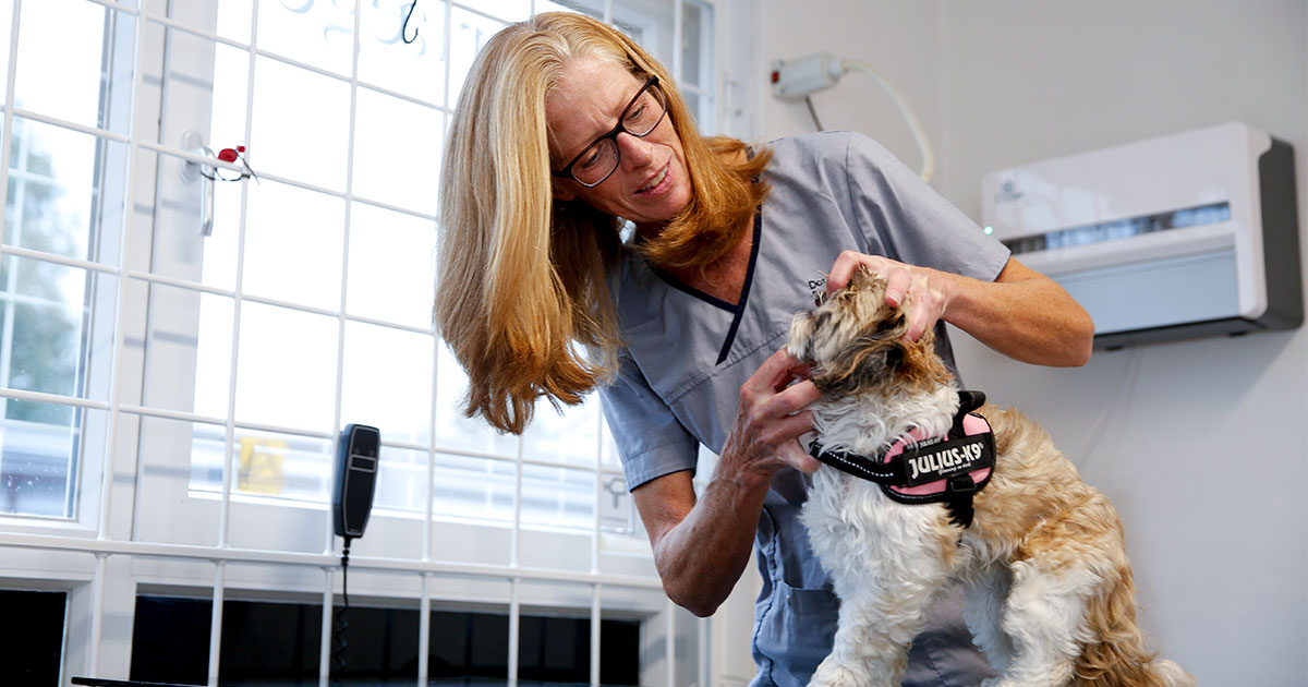 Dyrlæge i udlandet Dorte Bejerholm