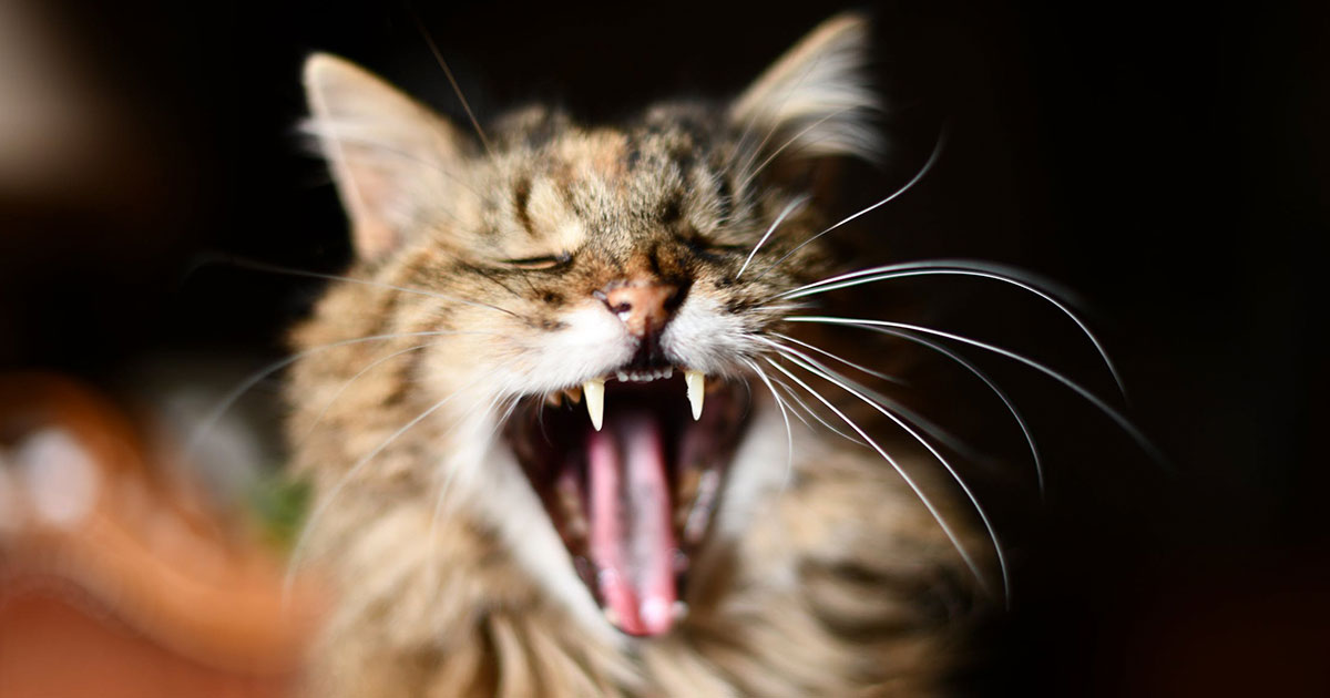 Halt reducerer stress