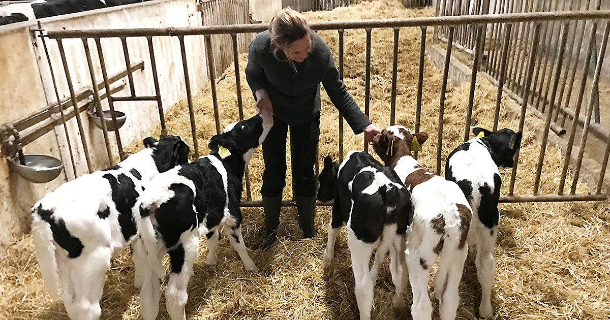 Reagensglaskalve sætter turbo på avlen