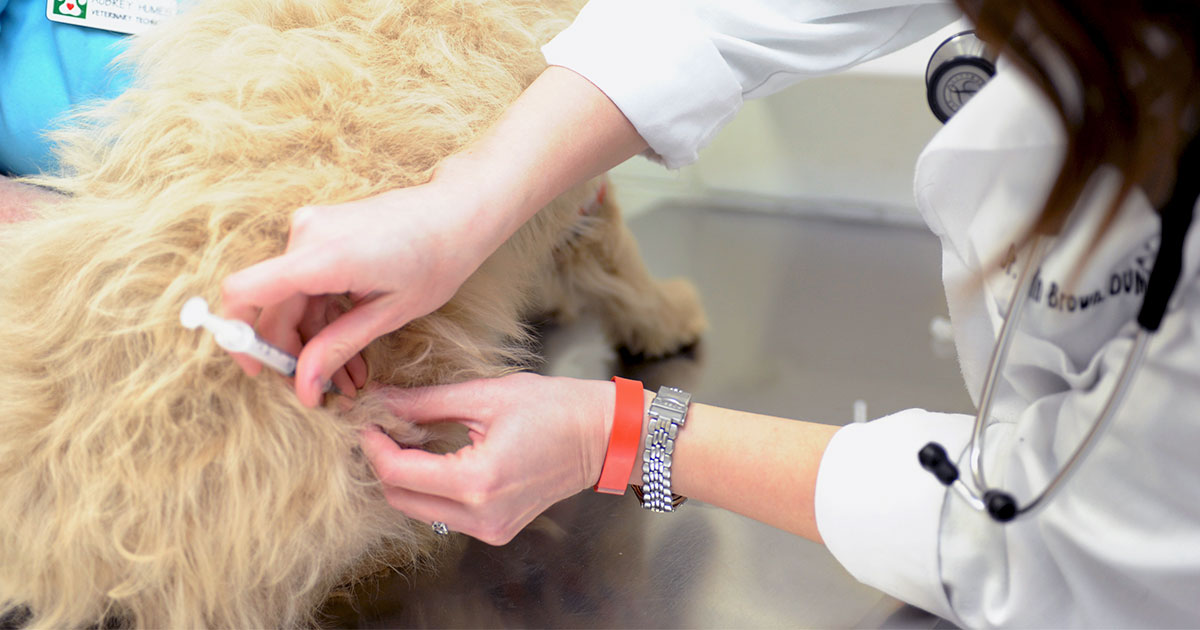 Vaccination af kæledyr