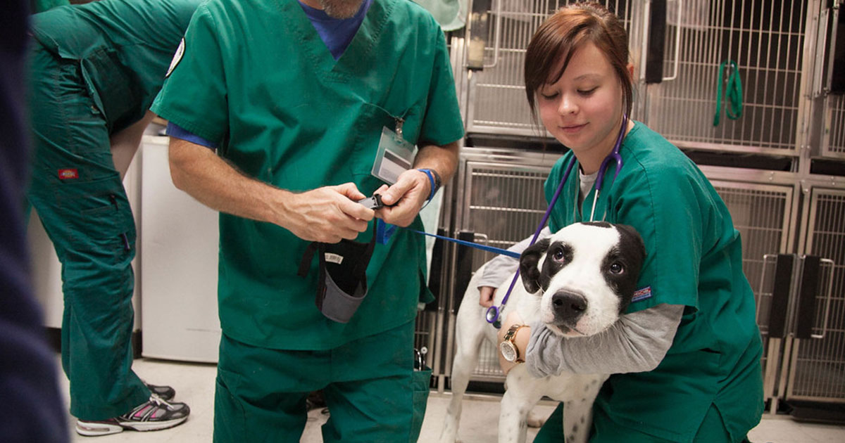 Veterinærmedicin i fremgang