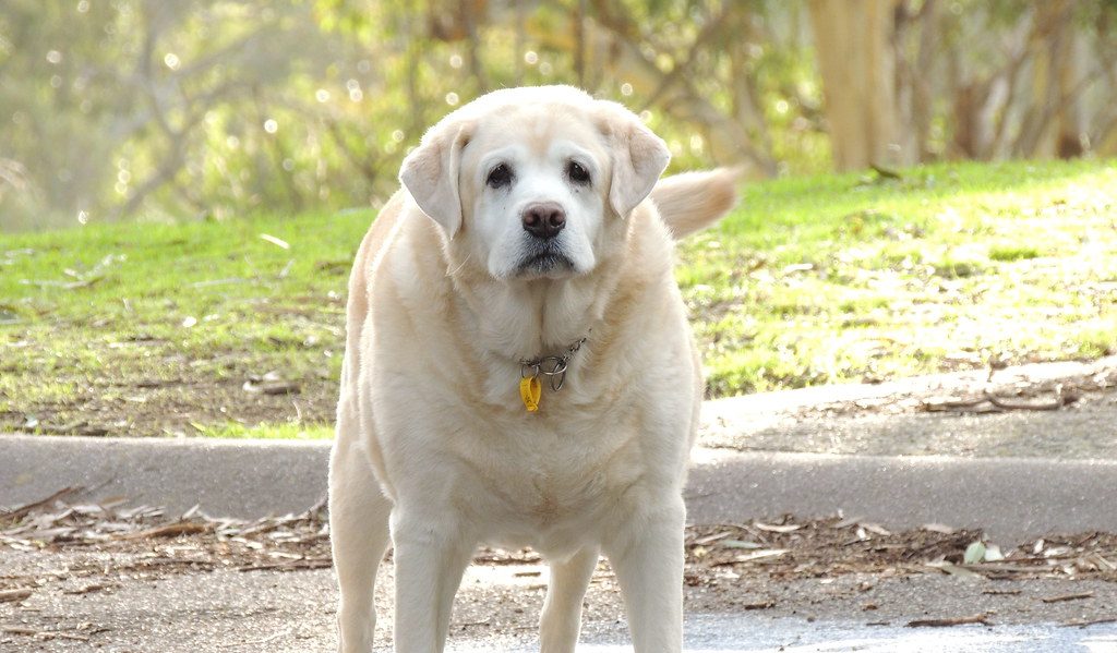 forskning_overvægt_hanhund_kastration