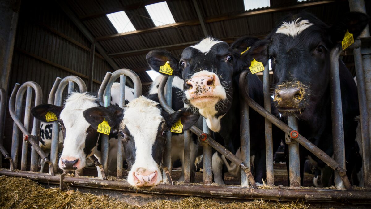 varmestress_hos_kooer_dyrlaegen_fagmagasin