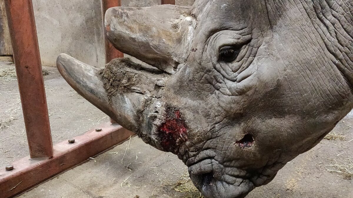 Når næsehornee slås, kommer dyrlægen på hårdt arbejde