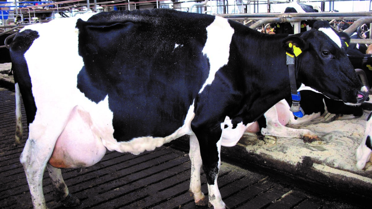 Antibiotikaforbrug til kvæg skal i bund