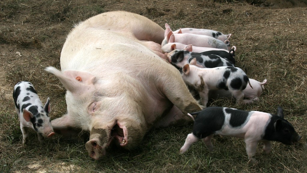 Nye metoder viser fosforbehov hos levende slagtegrise