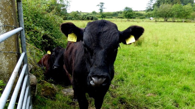 Slagtekalves tilvækst øges af probiotika-produkt