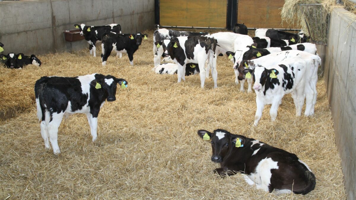 Antiinflammatorisk medicin hjælper mod lungebetændelse hos kvæg