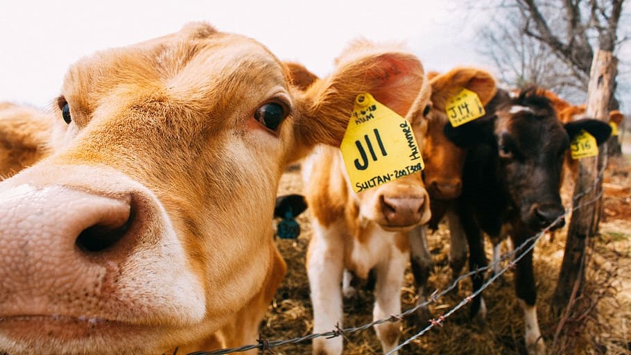 Undersøgelse viser, at køers metanproduktion påvirkes af indtag af grovfoder