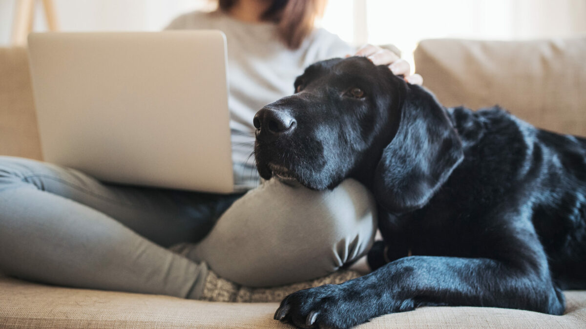 Kunderejsen begynder på nettet