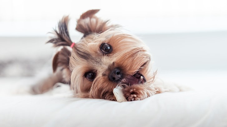 Ny forskning viser, at overvægtige ejere har overvægtige hunde