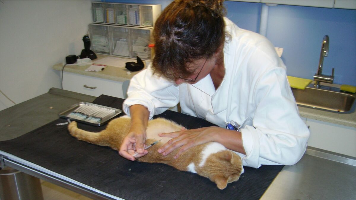 gnist Cirkus maskinskriver Diagnosticering og behandling: allergiske hudlidelser hos kat | DYRLÆGEN