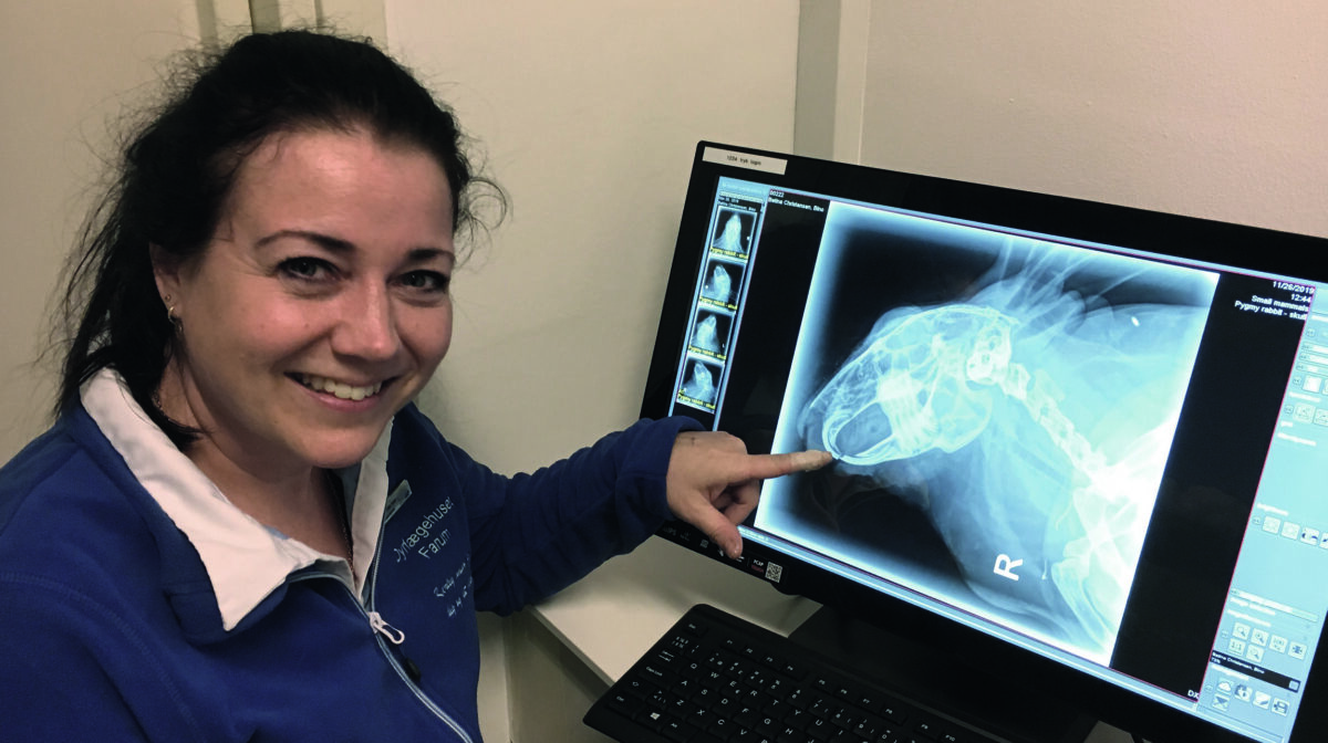 Kaninklinikken - dyreklinik med moderne tilgang til kaniner