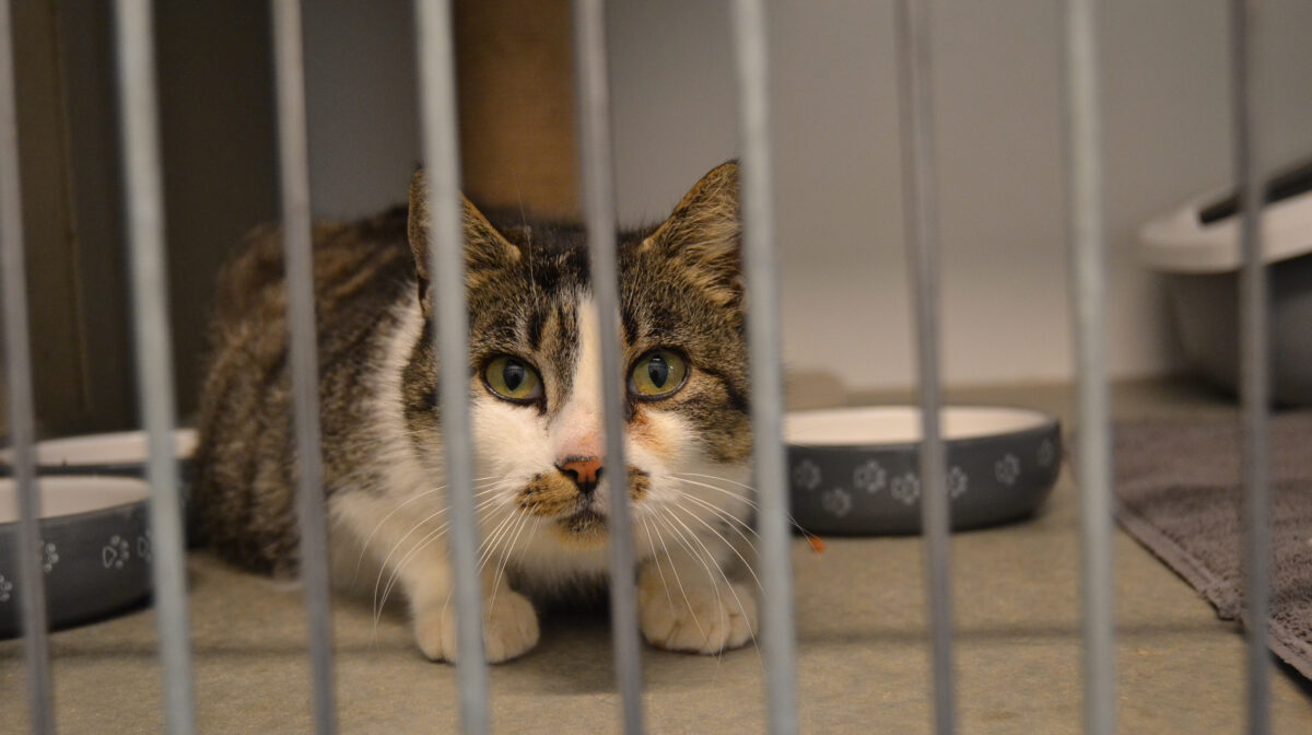 Herreløse katte - skal Danmark have en kattelov?