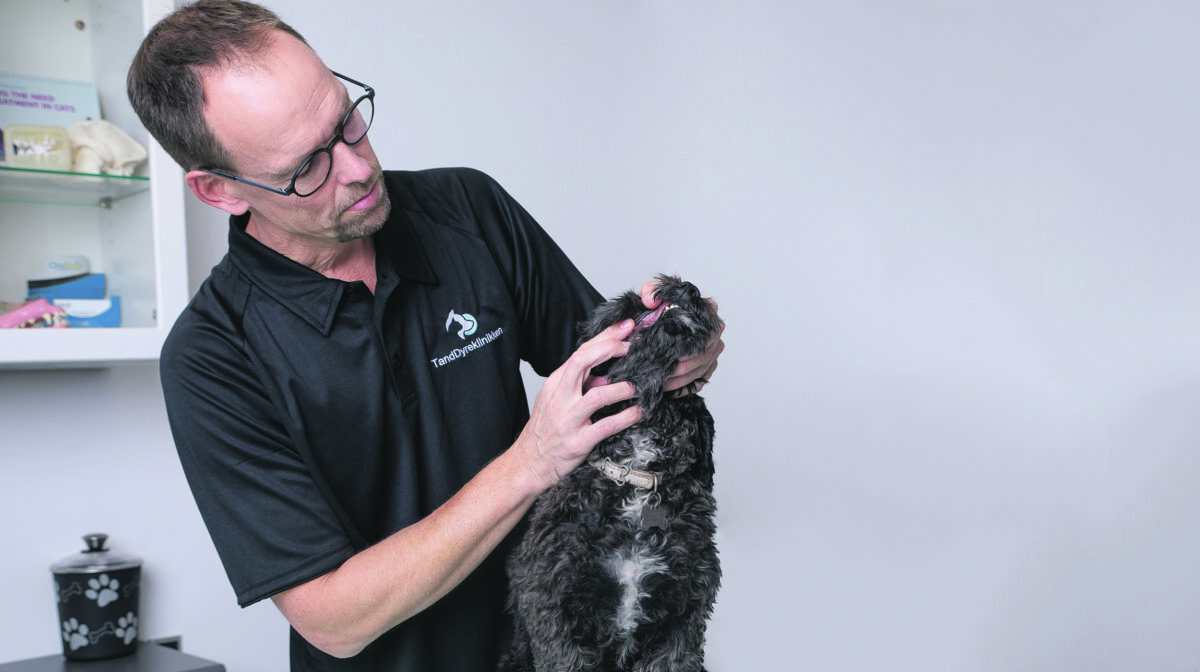 TandDyreklinikken - Læs mere om Danmarks eneste specialtandklinik for smådyr