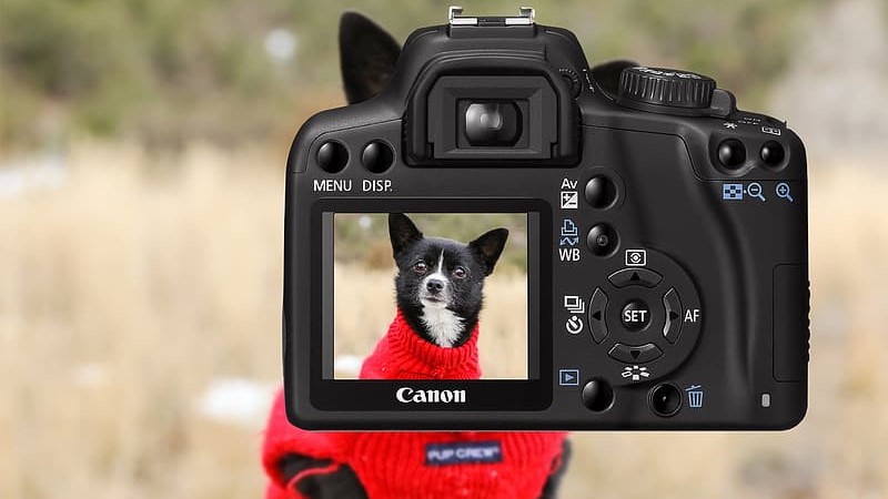 Sådan kan dyrlæge bruges video som effektiv kommunikation