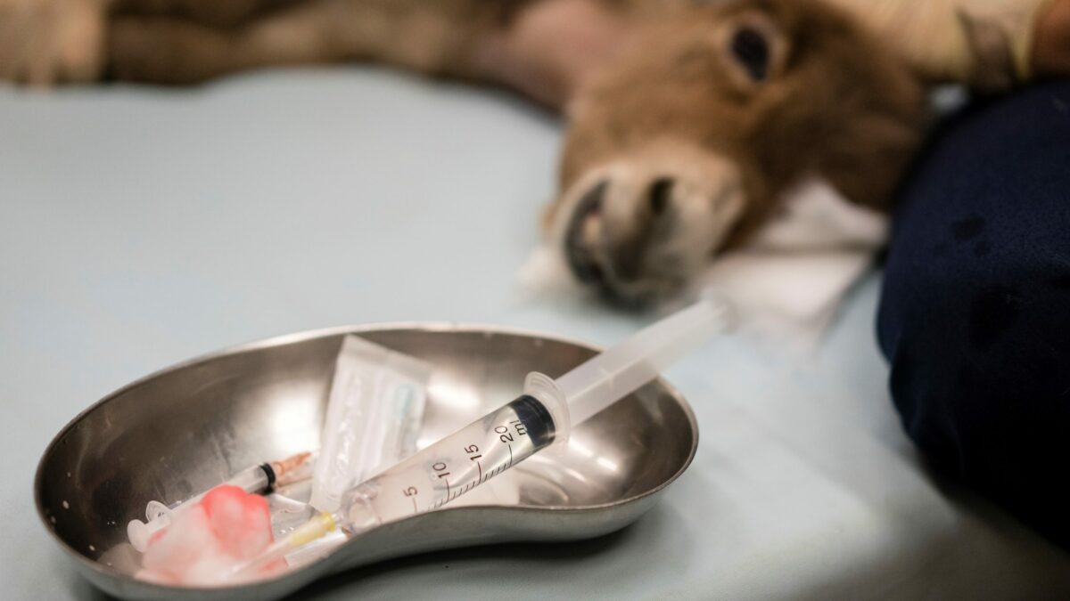 Corona sætter fokus på kaskadereglen | Fagmagasinet DYRLÆGEN