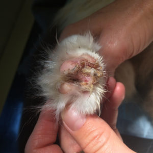 Figur 3 – Her ses tydeligt ulcerationer og kruster omkring klovolde hos kat med pemphigus (Foto: Lene Boysen).