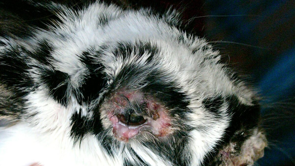 Hvorfor vaccinere kaniner? Få svaret her | Fagmagasinet DYRLÆGEN