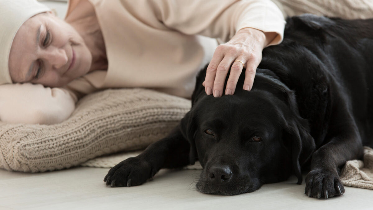 Dyreassisteret terapi mangler kvalitetssikring | Fagmagasinet DYRLÆGEN