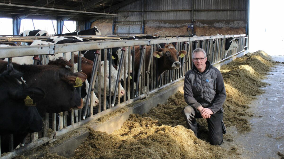 Koen længe leve: Målet er færre døde køer | Fagmagasinet DYRLÆGEN