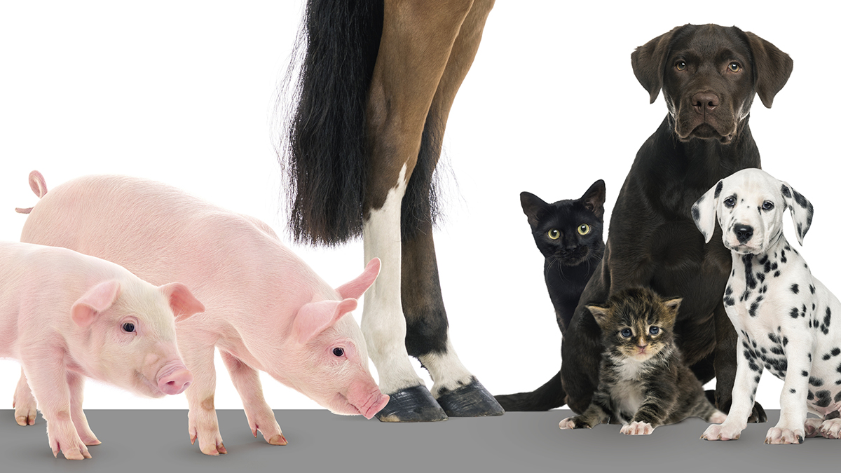 28.09.2020: Zoetis opruster i Norden | Fagmagasinet DYRLÆGEN