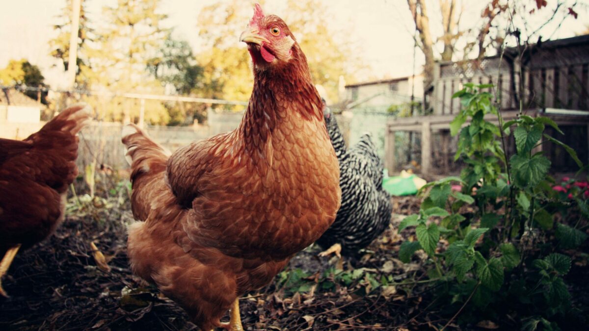 22.01.2021: Er en klimavenlig husdyrproduktion også altid dyrevenlig? | DYRLÆGEN.nu