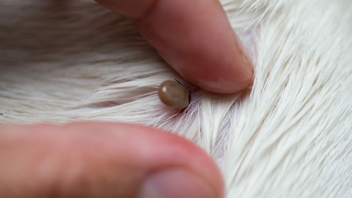 20.11.2020: Klimaforandringer kan udsætte kæledyr for nye risici | DYRLÆGEN.nu