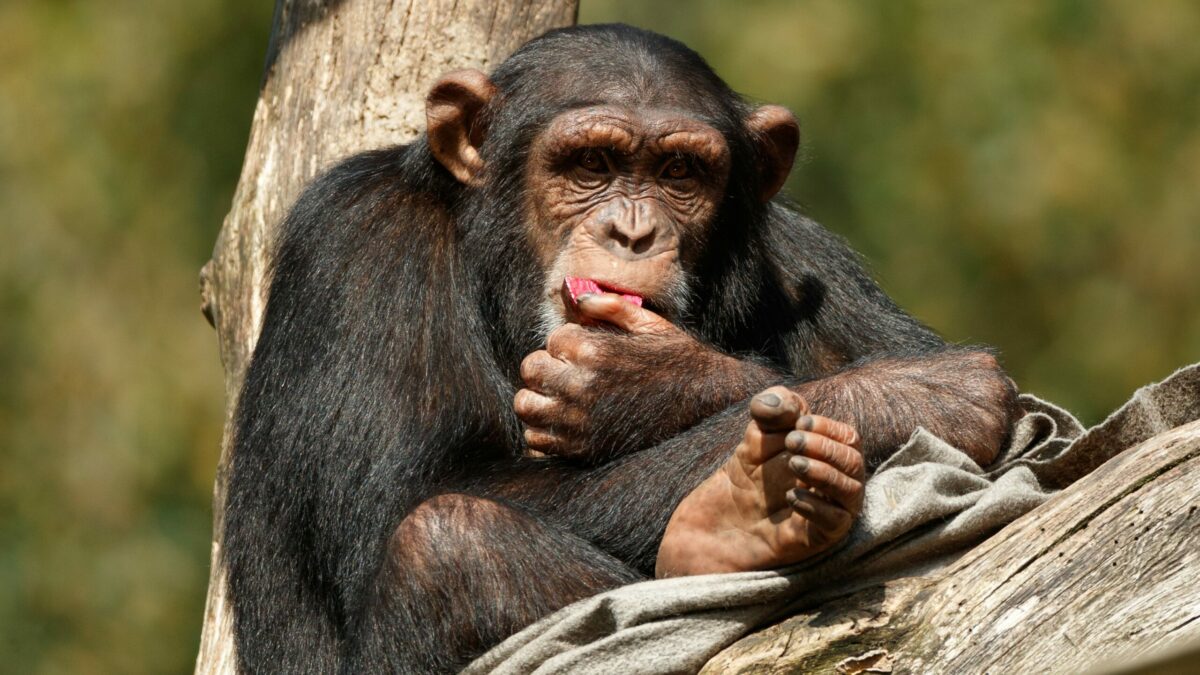 14.12.2020: Personlighed hos dyr: Hvordan kan det måles? | DYRLÆGEN.nu