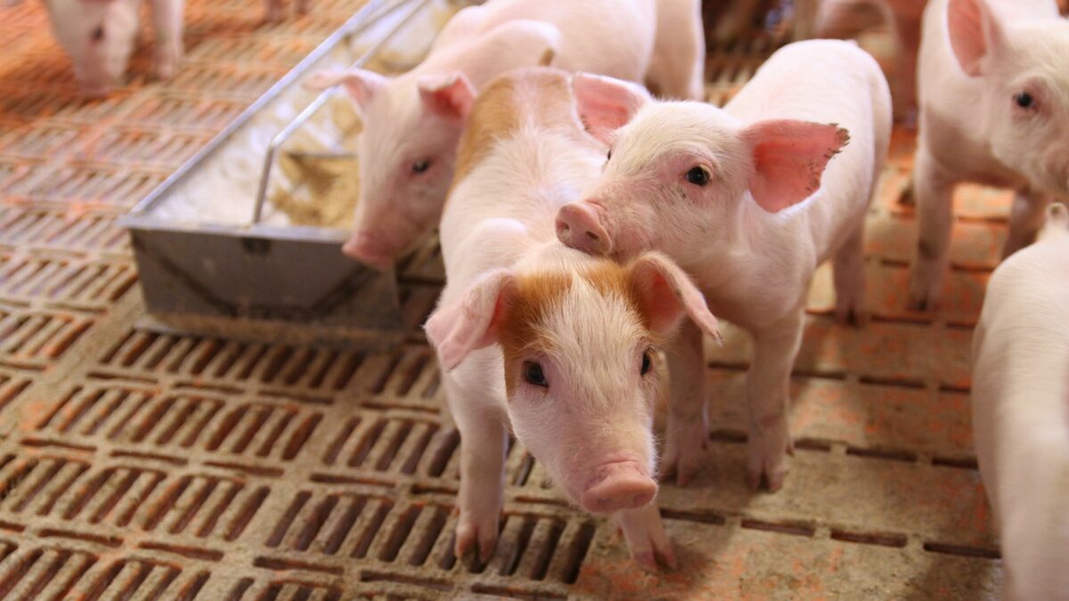 04.01.2021: Ny vaccine skal gøre medicinsk zink overflødigt | DYRLÆGEN.nu