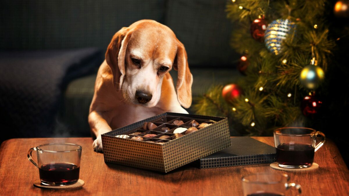 11.12.2020: Corona skaber ekstra travlhed hos FirstVets digitale dyrlæger | DYRLÆGEN