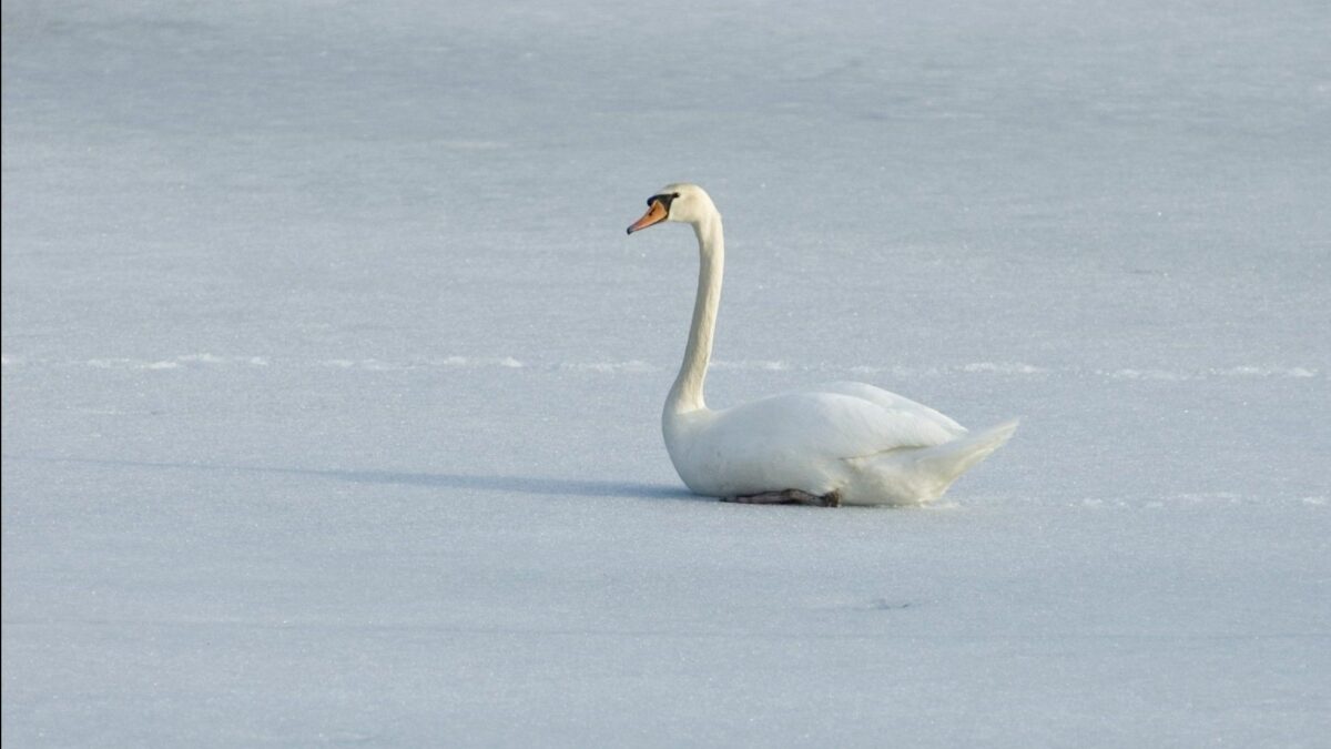 27.01.2021: Sidder svanen fast på isen? | Fagmagasinet DYRLÆGEN