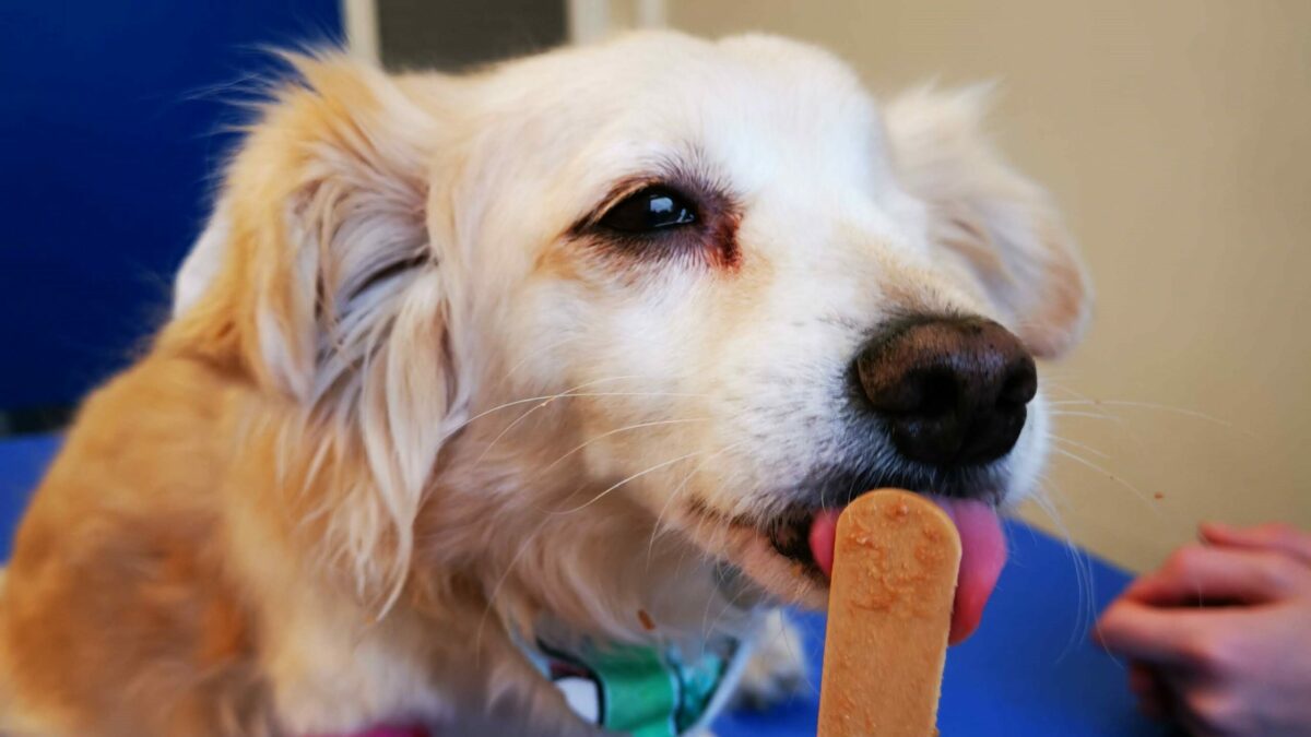 08.03.2021: Ny uddannelse kommer alle til gode | DYRLÆGEN