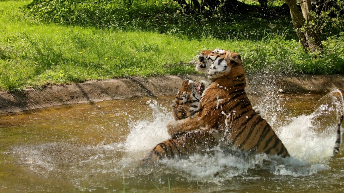 16.03.2021: Knuthenborg Safaripark åbner Europas største tigeranlæg med pensionerede cirkustigere | DYRLÆGEN