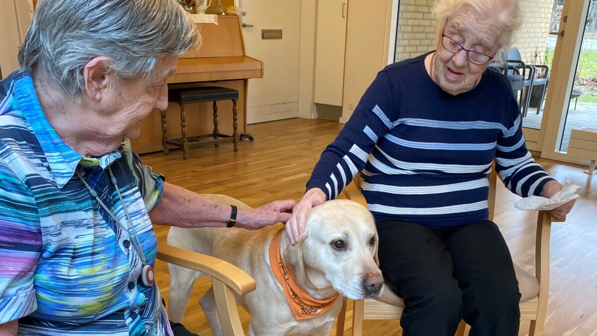 29.04.2021: 800 besøgshunde kan igen sprede glæde på landets plejeboliger | DYRLÆGEN
