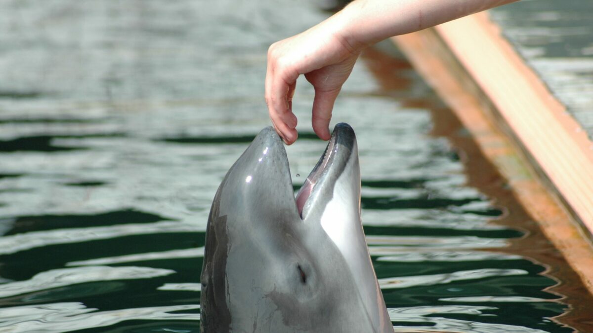 26.04.2021: Tre marsvin bliver brugt til forskning, som kan redde livet for mange fritlevende marsvin | DYRLÆGEN