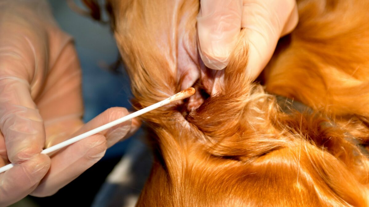 12.05.2021: Undersøgelse af ørerensemidler | DYRLÆGEN