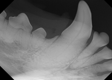 forfader Konvertere Lys Specielle dentale røntgenteknikker | DYRLÆGEN