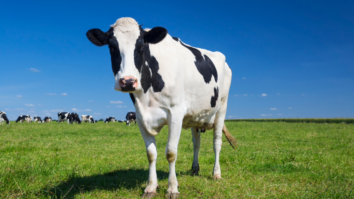 Mælken er hvid – nu er patteforseglingen blå | DYRLÆGEN