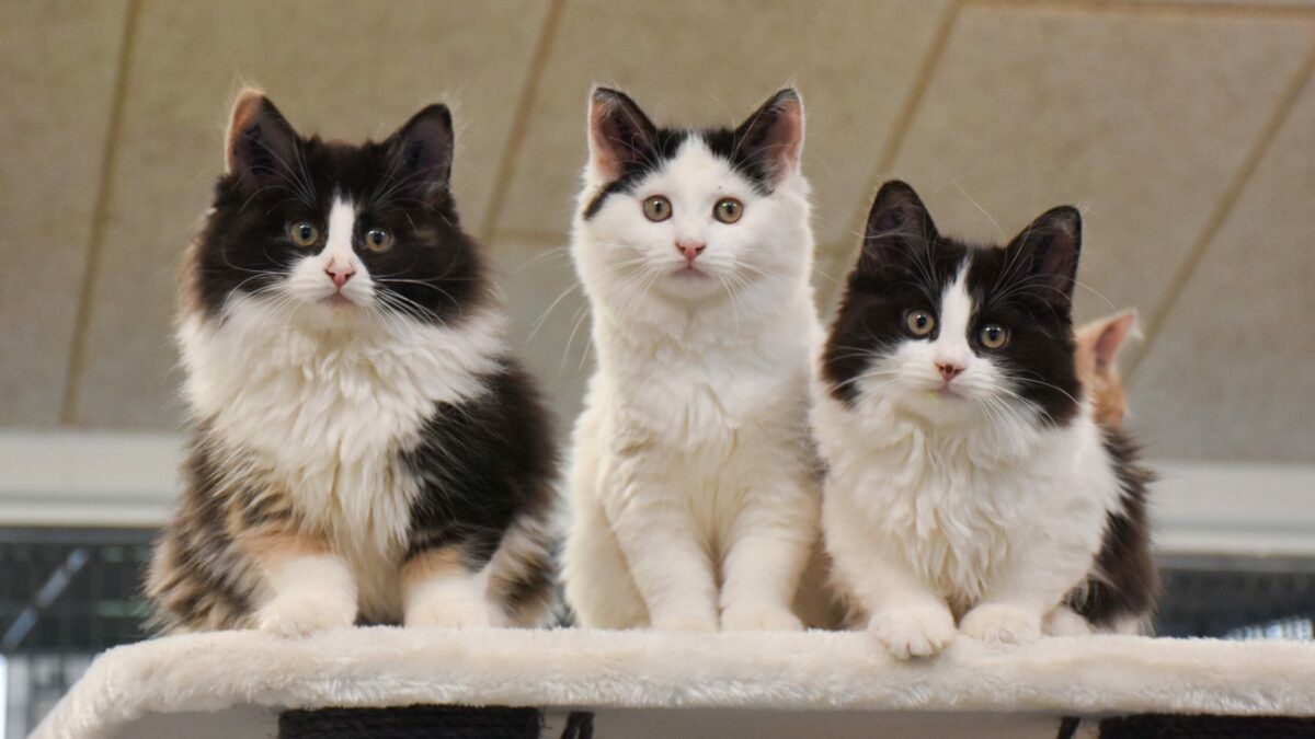 Rekordmange kæledyr savner et nyt hjem | DYRLÆGEN