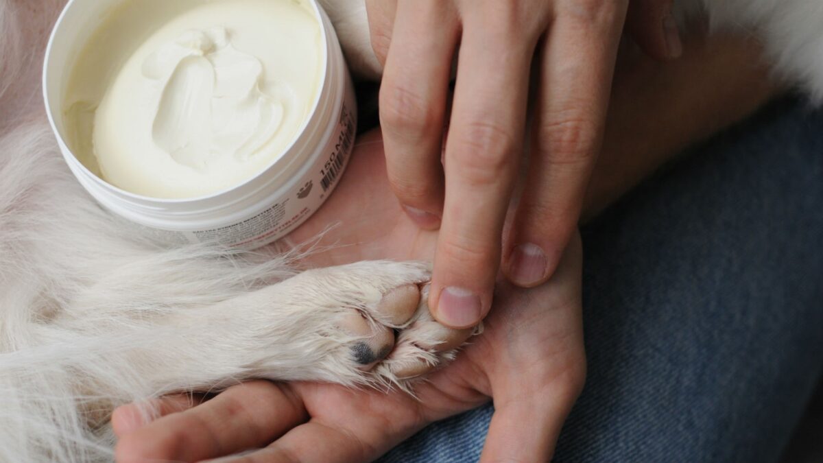 Pas på poterne: Vejsalt er smertefuldt | DYRLÆGEN