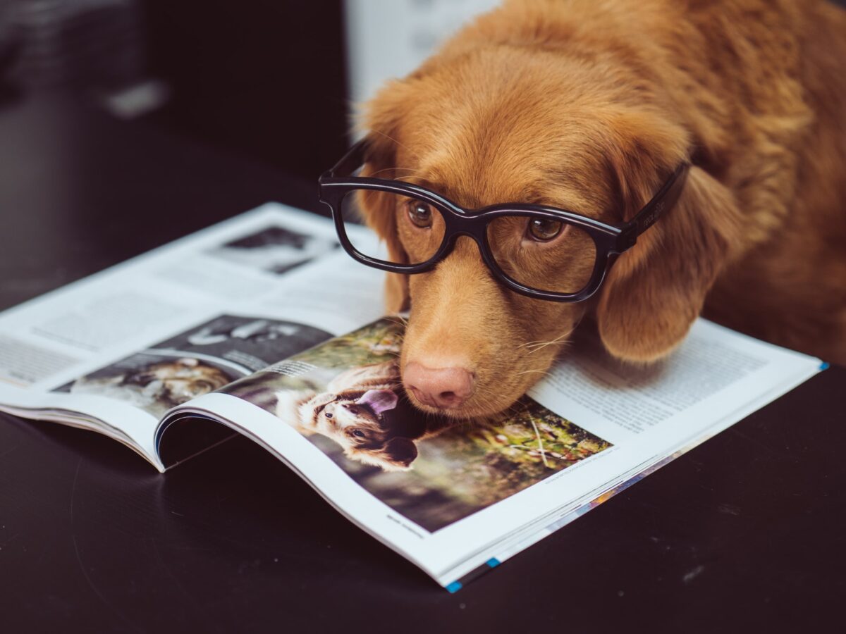 Dyrlægens jobportal - Hund der læser magasin