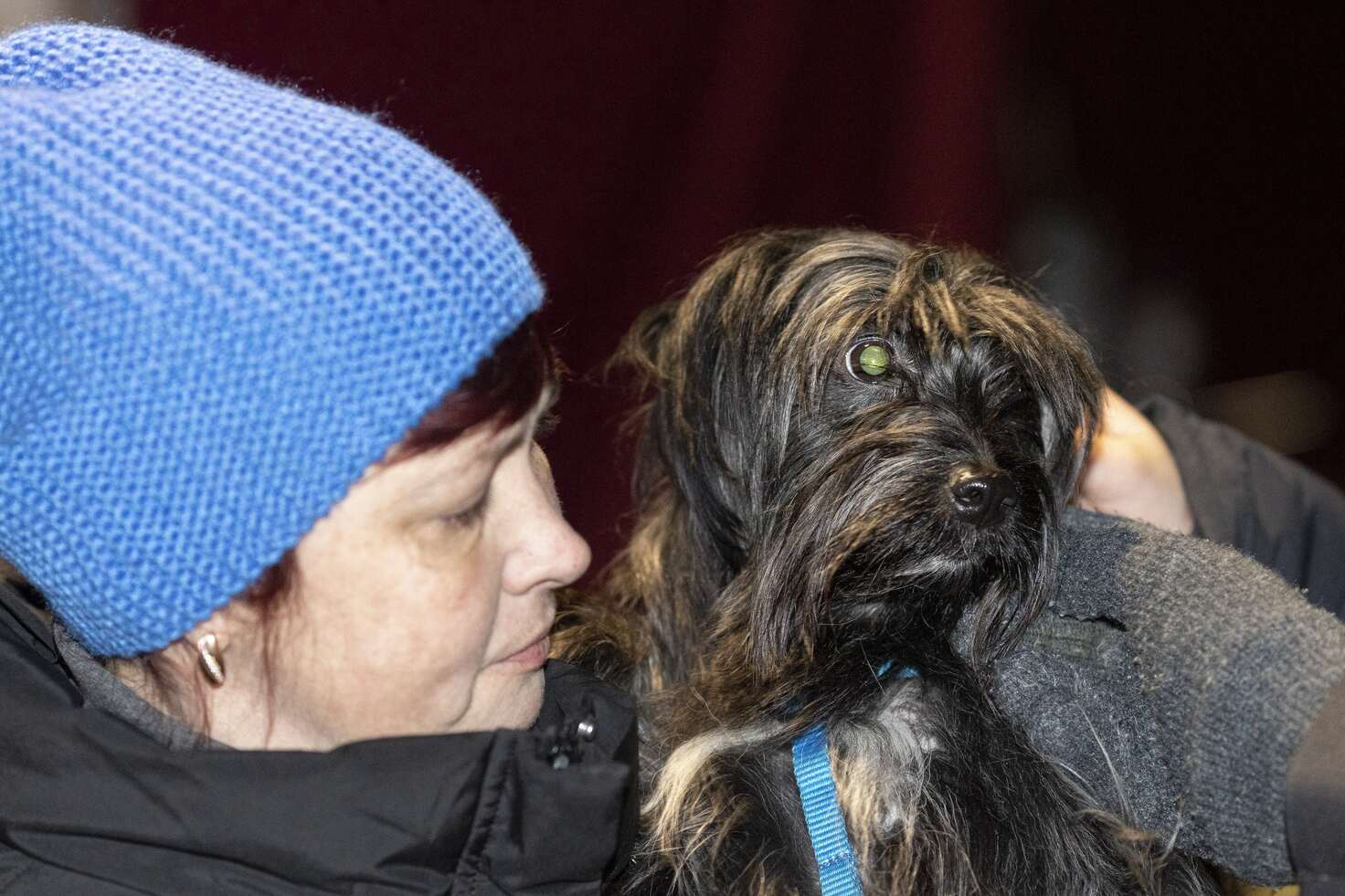 Dyrlæger hjælper krigens dyr på dyrehospitaler- og klinikker