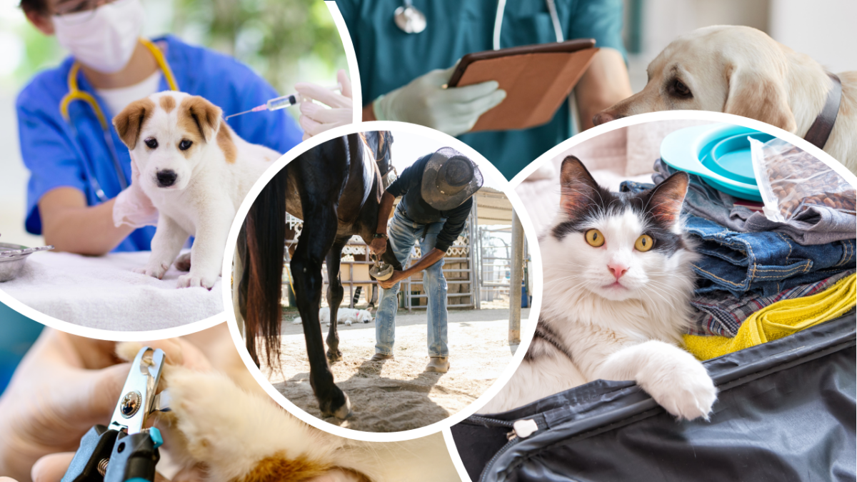 Sig farvel til bunker af papir - saml alt om dine dyr digitalt i e-Boks